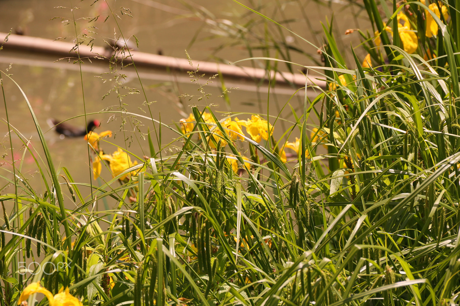 Canon EOS M6 + Canon EF-S 18-135mm F3.5-5.6 IS sample photo. Calm photography