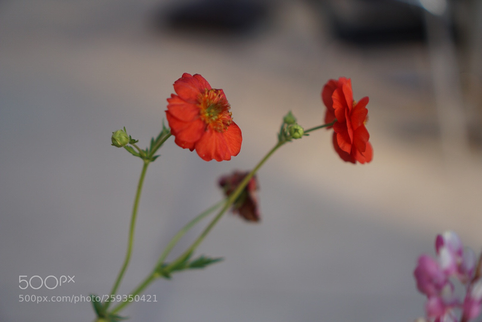 Sony a6000 sample photo. Untitled photography