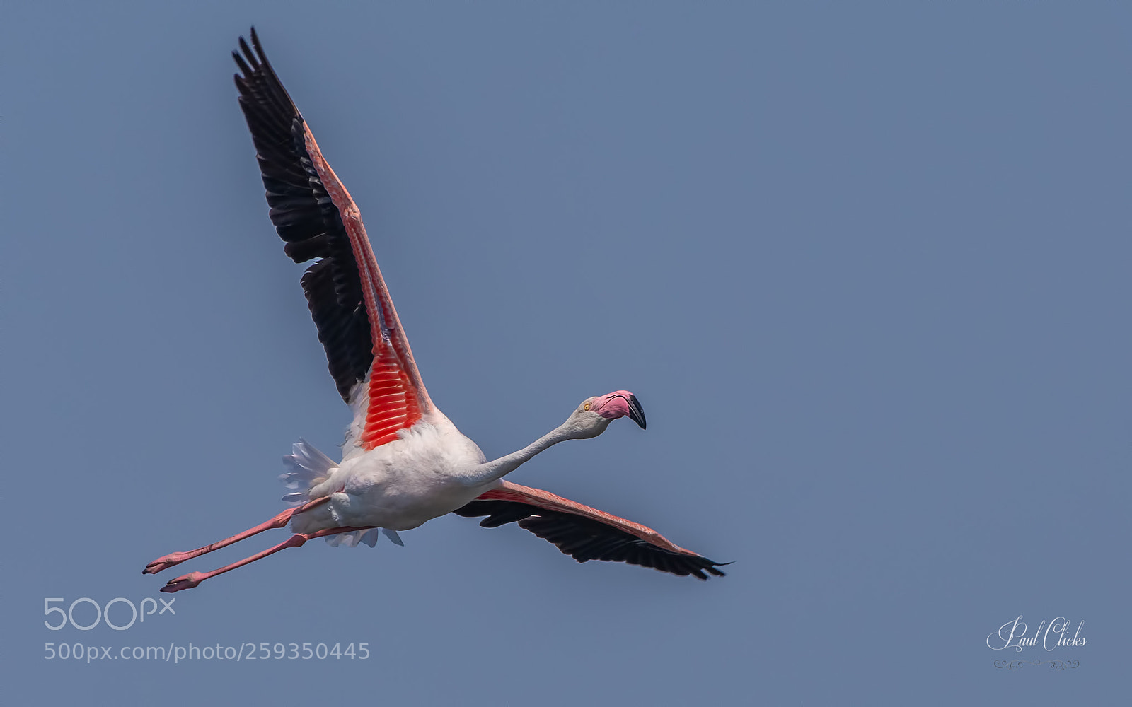 Nikon D500 sample photo. Flamingo in flight photography