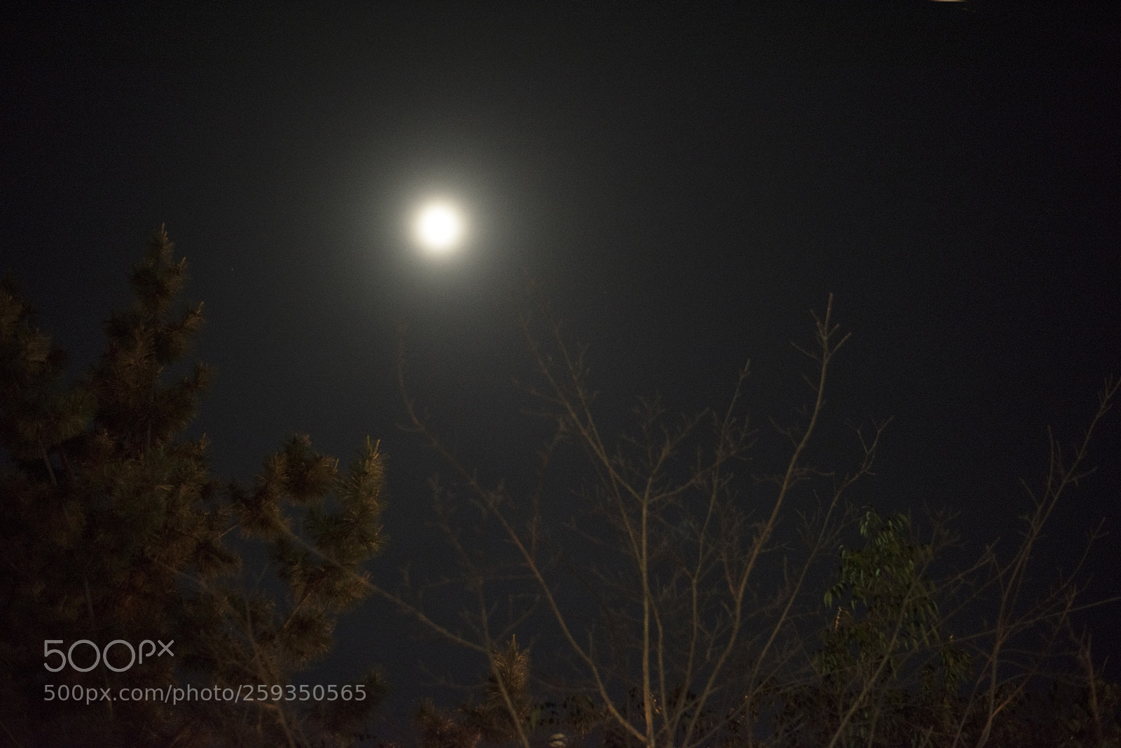 Nikon D810 sample photo. Lookup   no.9 photography