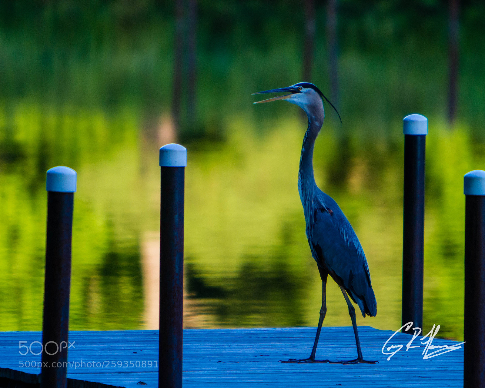 Canon EOS 7D sample photo. Untitled photography