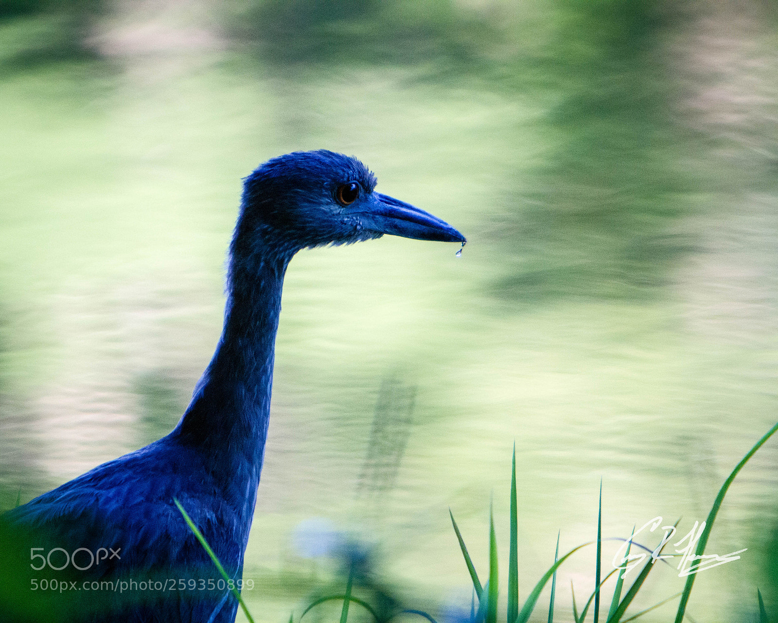 Canon EOS 7D sample photo. Untitled photography