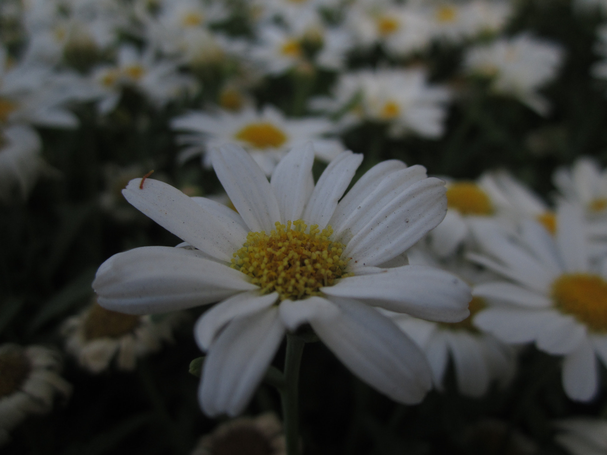 Canon PowerShot A2200 sample photo