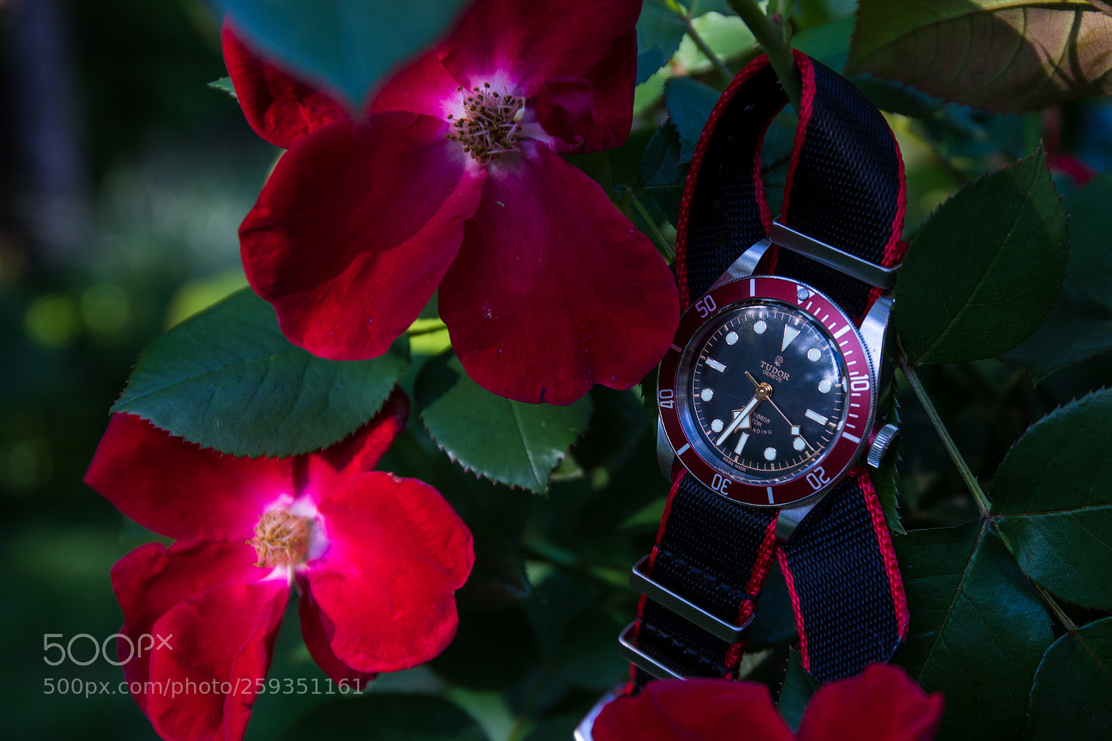Canon EOS 5D Mark IV sample photo. Battle of the roses photography