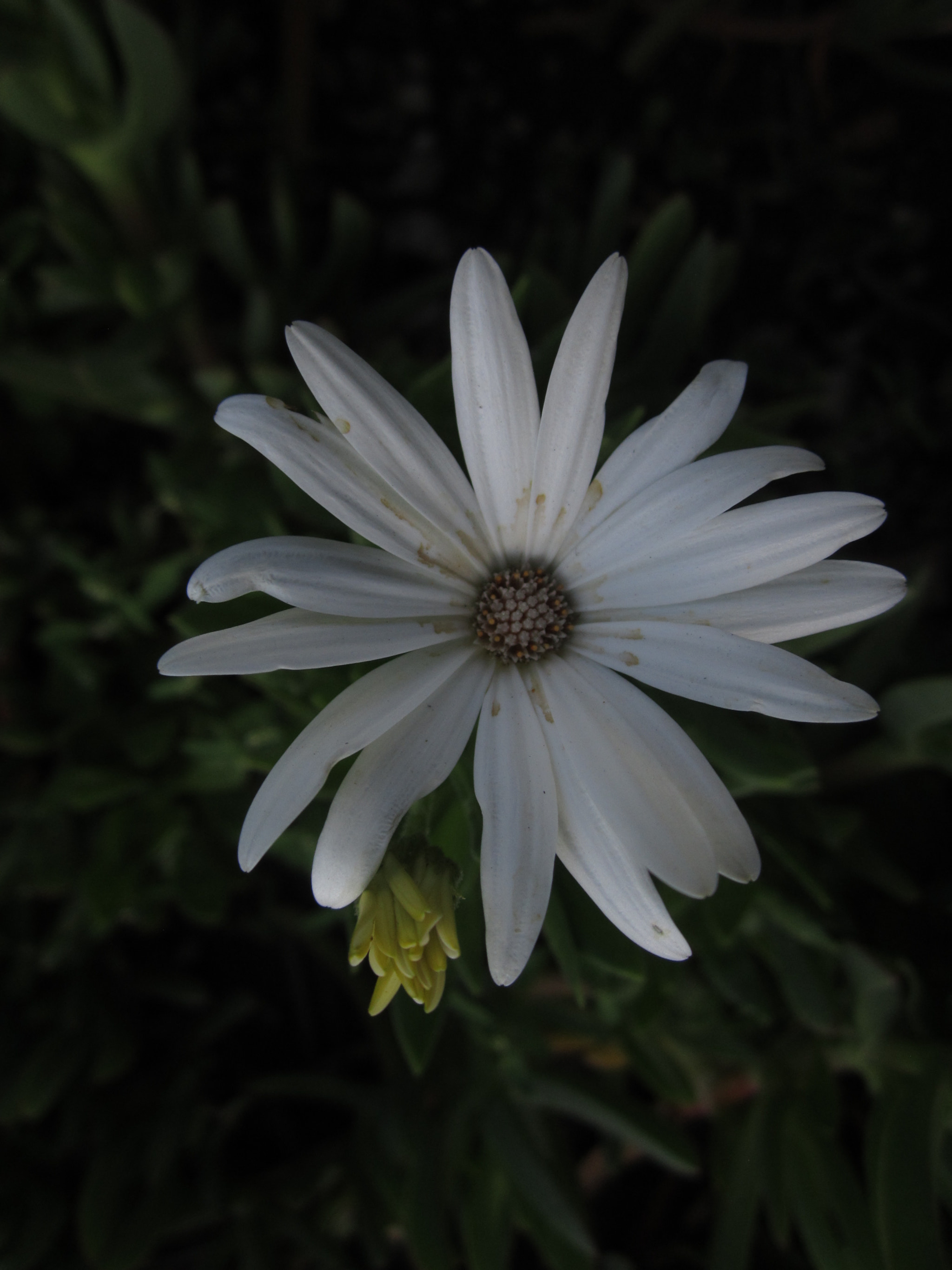 Canon PowerShot A2200 sample photo. Estrella photography