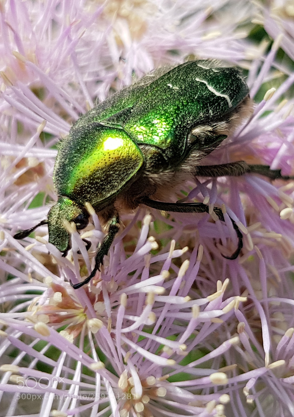 Samsung Galaxy S8 sample photo. Green nad pink photography