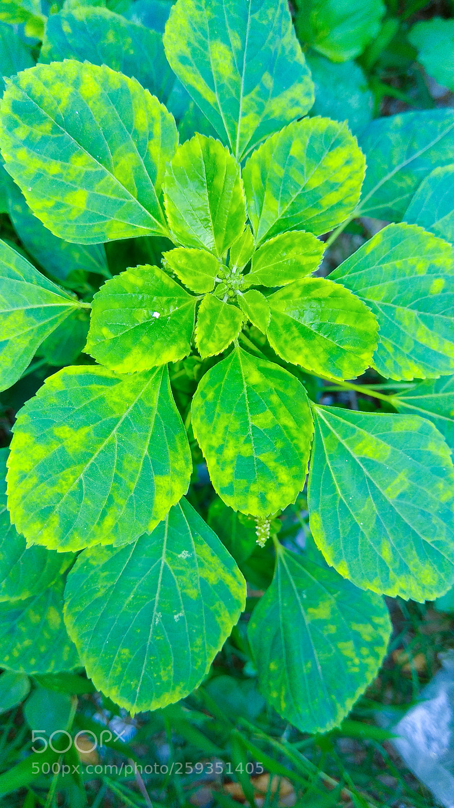 Xiaomi Redmi Note 4 sample photo. Untitled photography