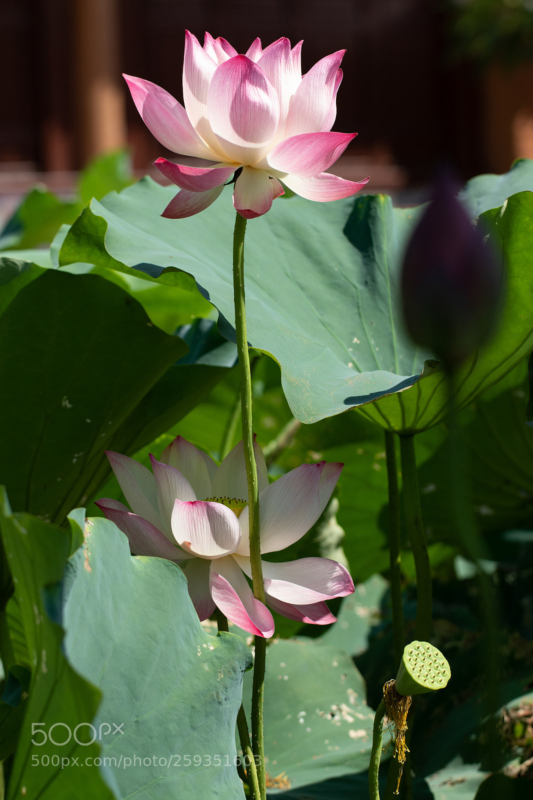 Canon EOS 7D Mark II sample photo. Continue... photography