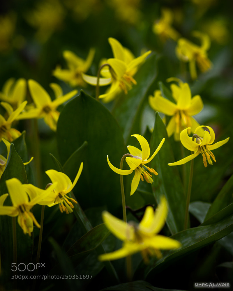 Pentax K-3 sample photo. Dogtooth lily iii low photography