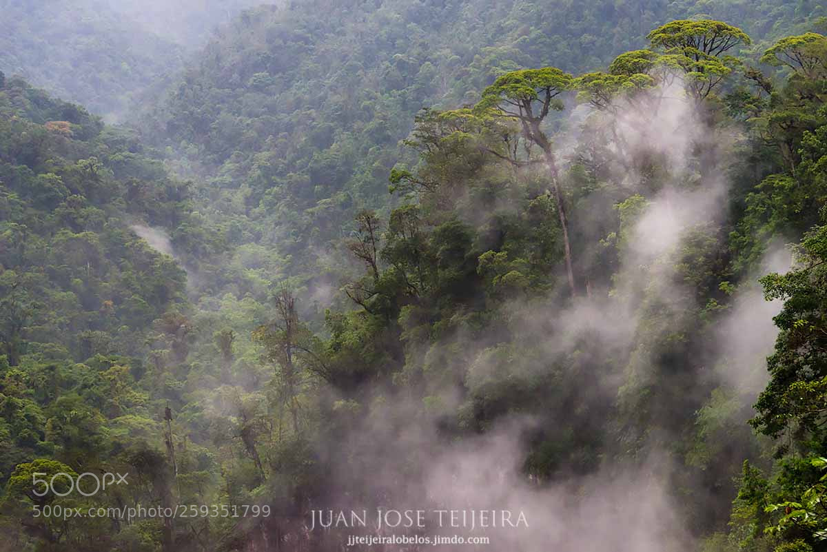 Nikon D610 sample photo. Mists photography