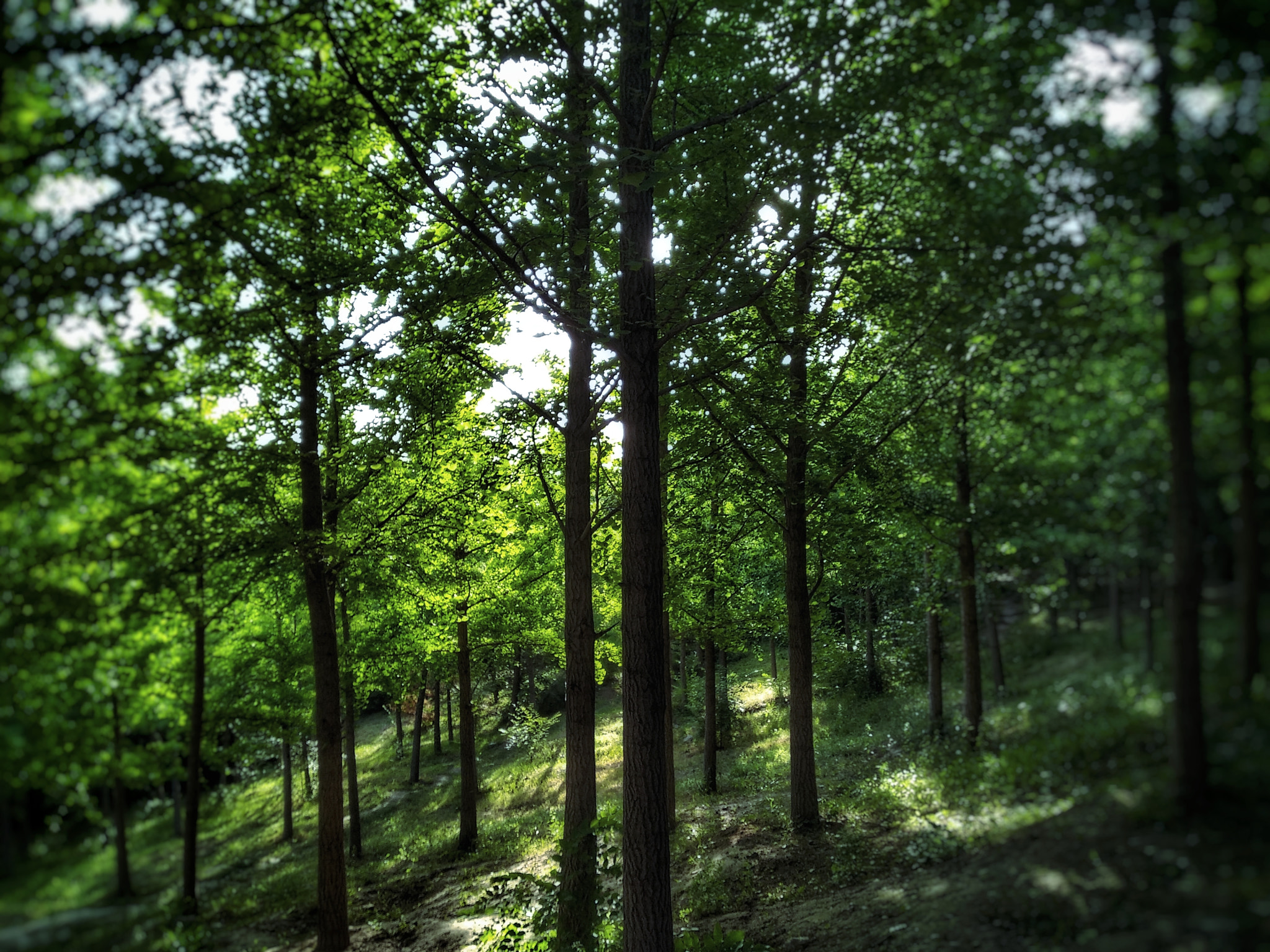 Xiaomi Redmi 5 sample photo. Untitled photography