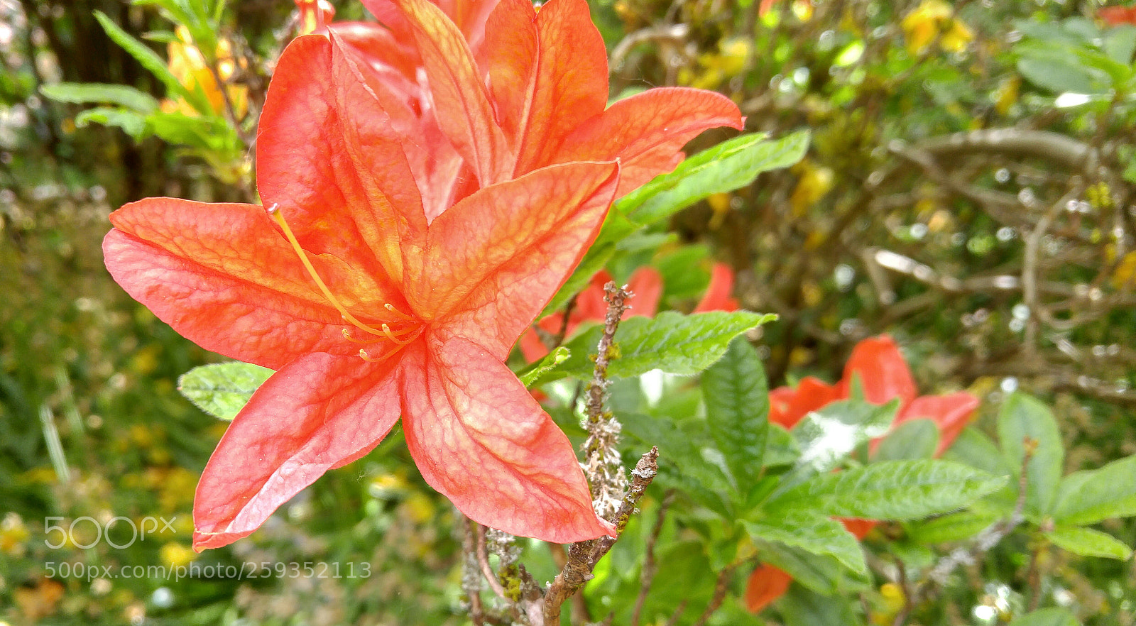 LG G4 sample photo. A beautiful azalea bloom photography