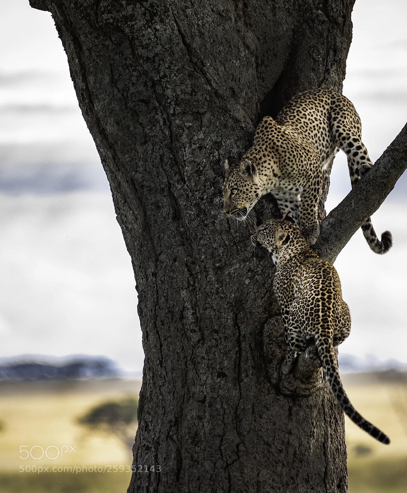 Nikon D810 sample photo. Big cats on trees photography