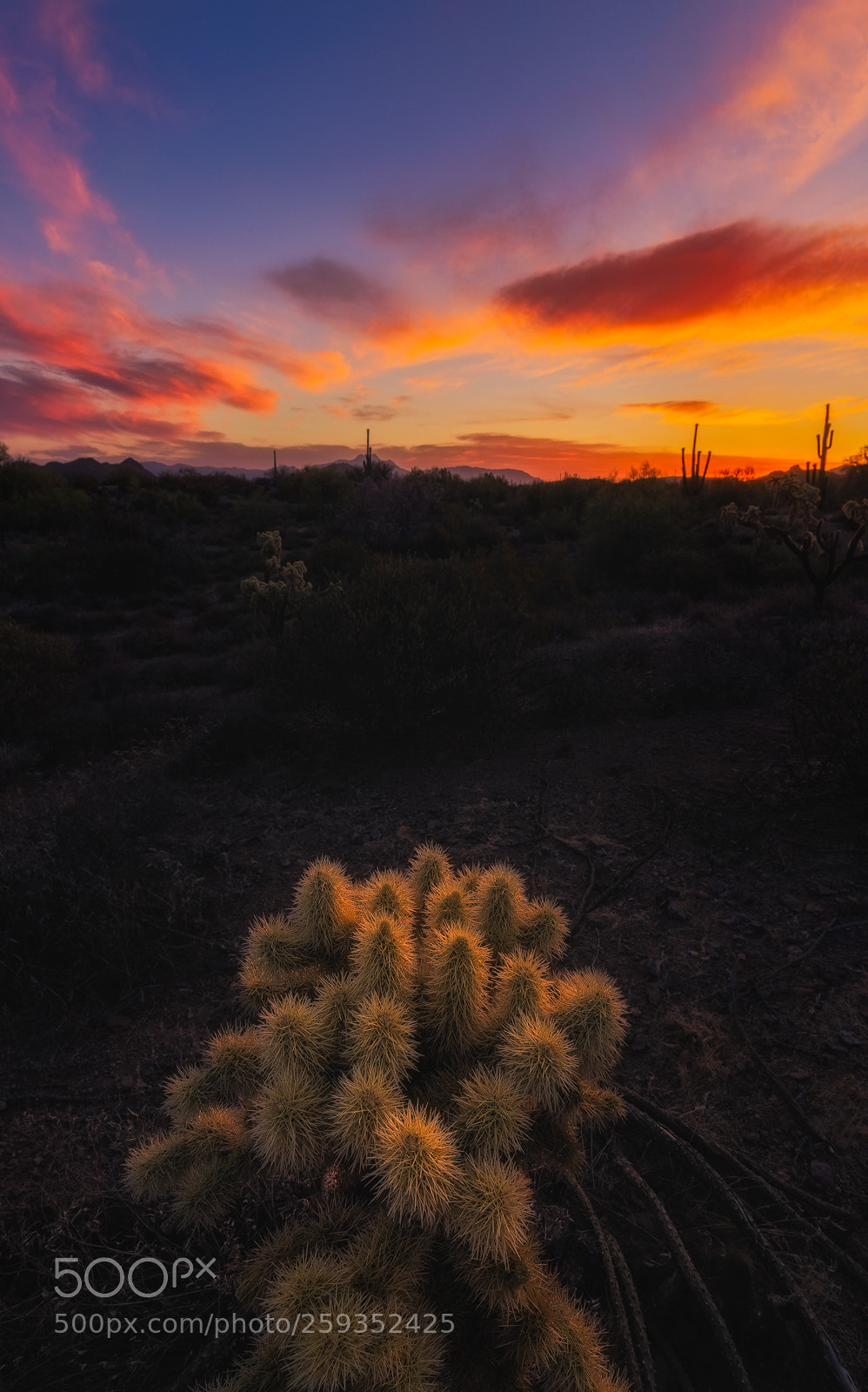 Canon EOS 6D sample photo. Cholla sunrise photography