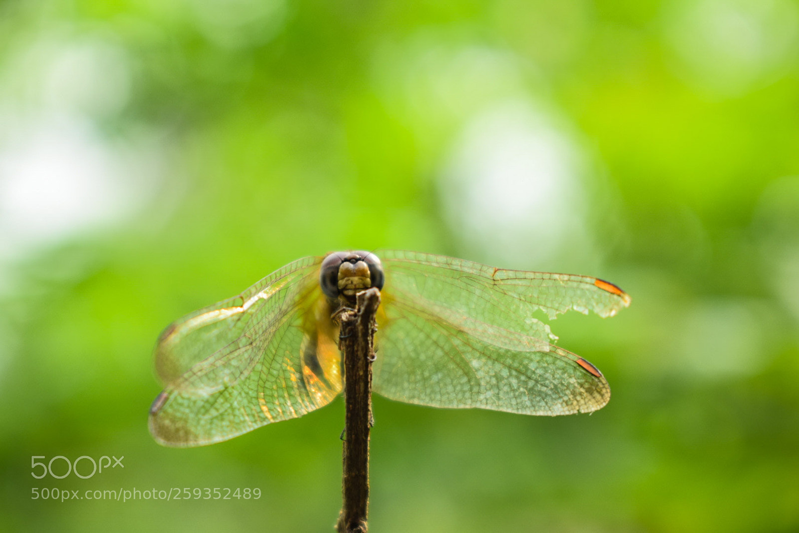 Nikon D5300 sample photo. Dragon photography