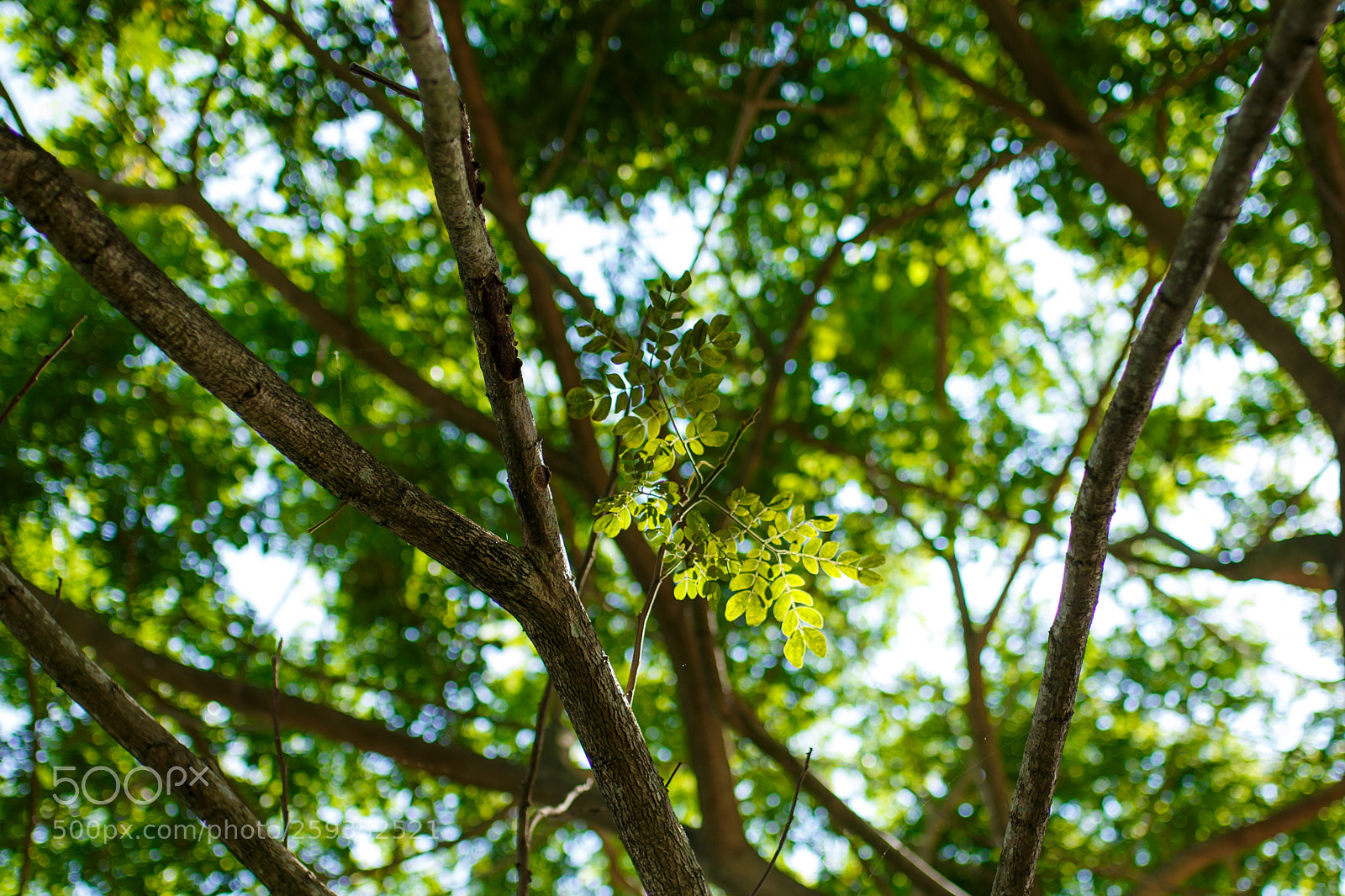 Canon EOS 6D sample photo. Green leaves photography