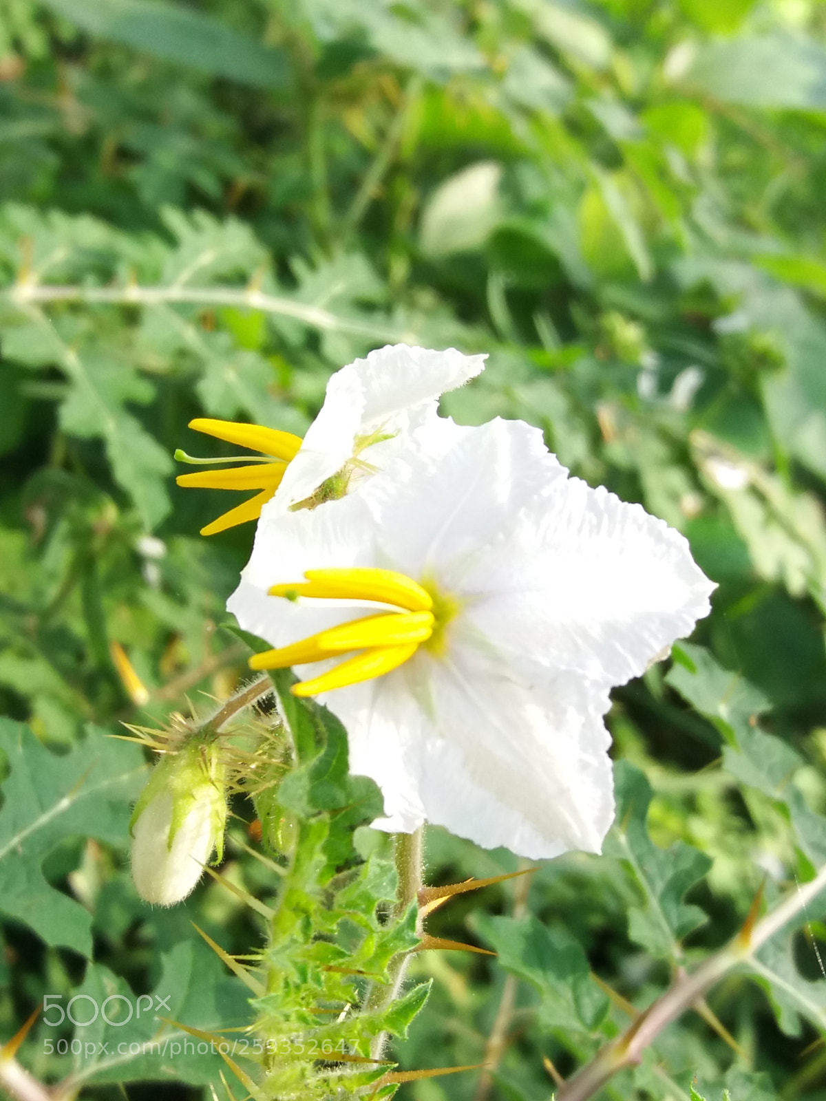Samsung Galaxy J5(2016) sample photo. Untitled photography