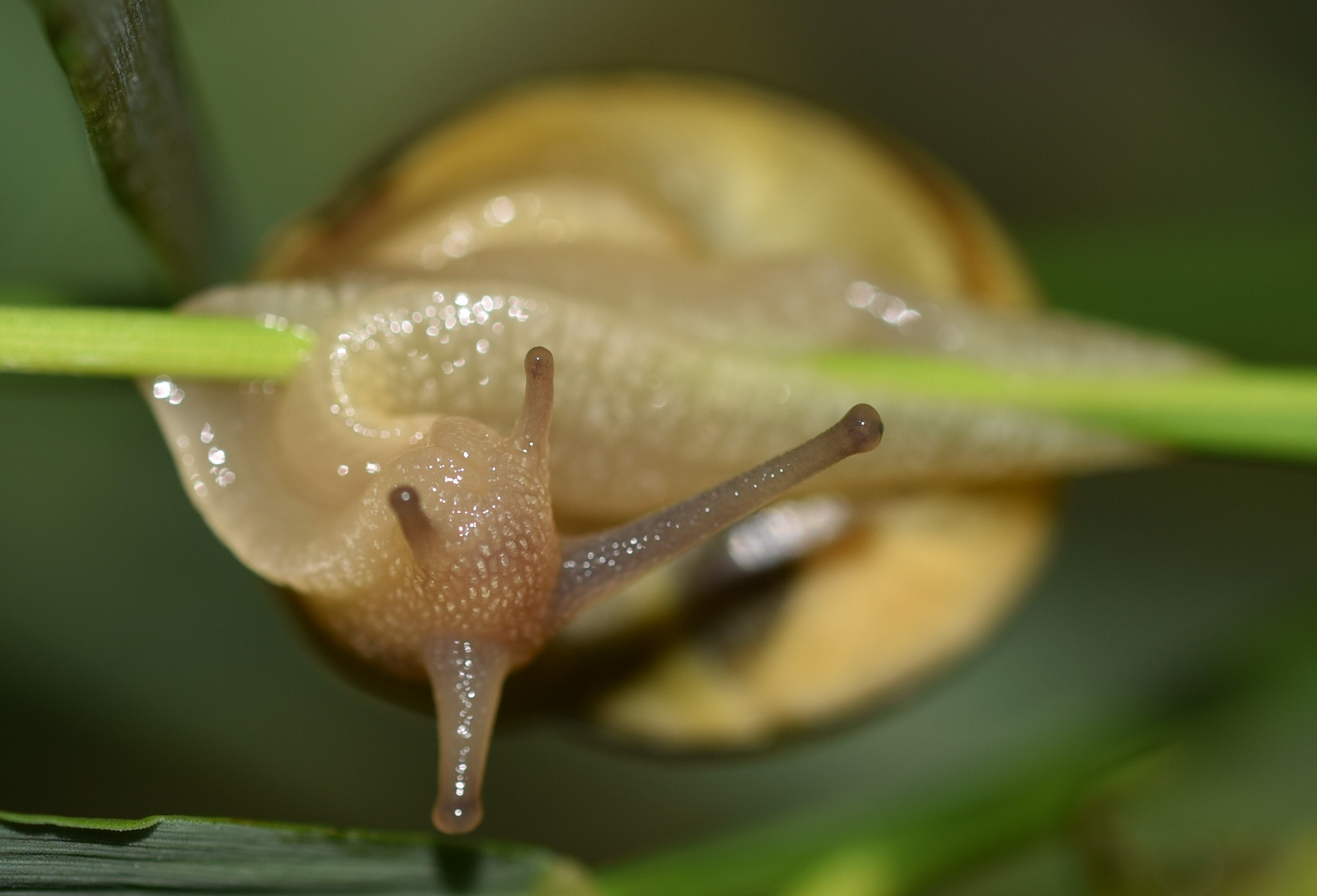 Sigma 105mm F2.8 EX DG OS HSM sample photo. Baby snail  - baby schnecke - bebek sümüklüböcek photography