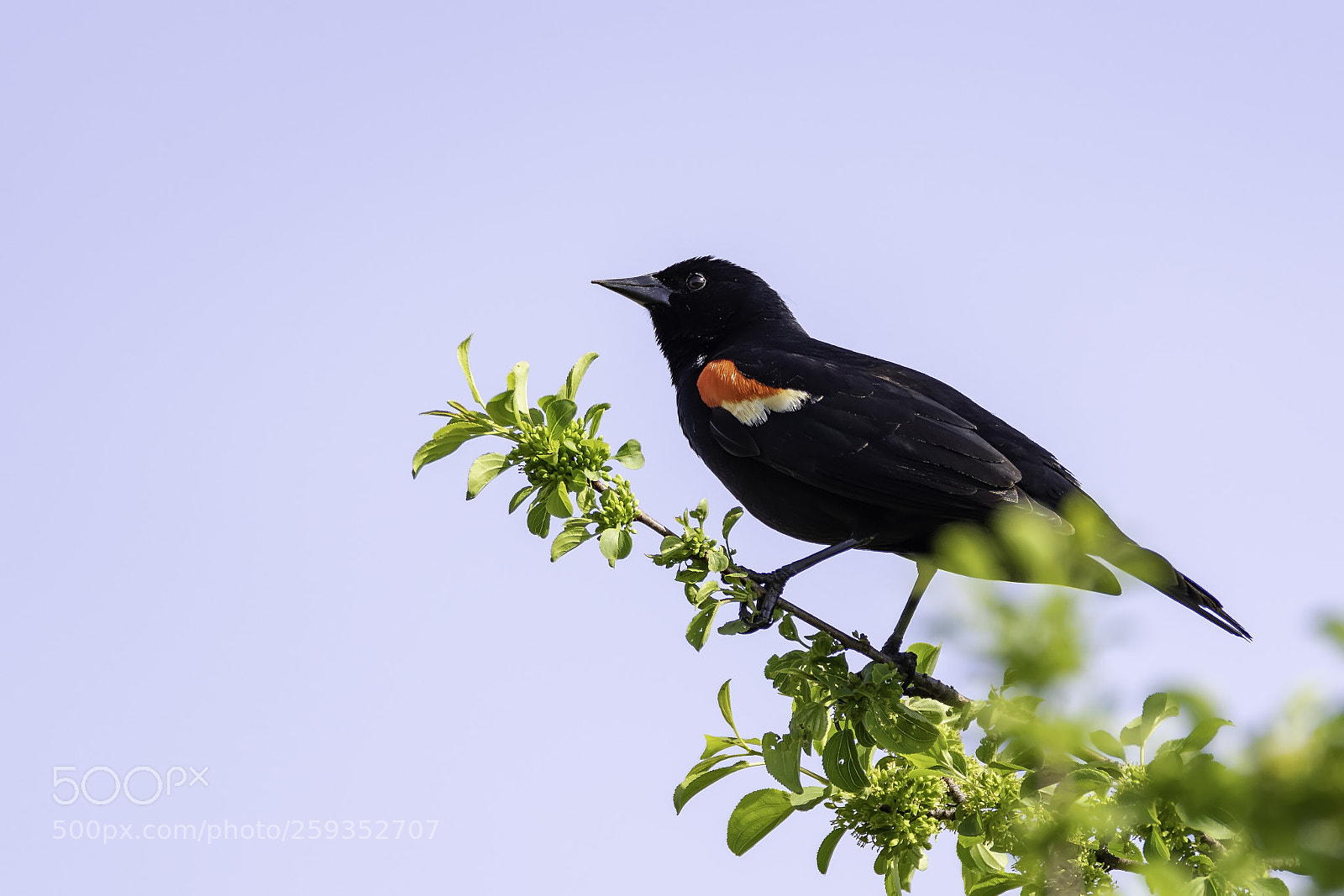 Nikon D500 sample photo. Red-winged blackbird photography
