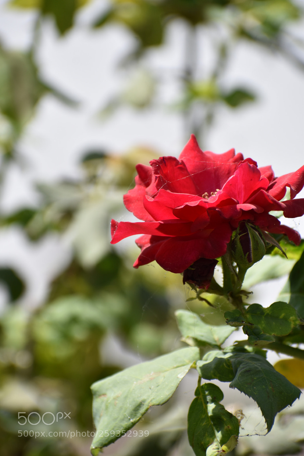 Nikon D3400 sample photo. Red rose photography