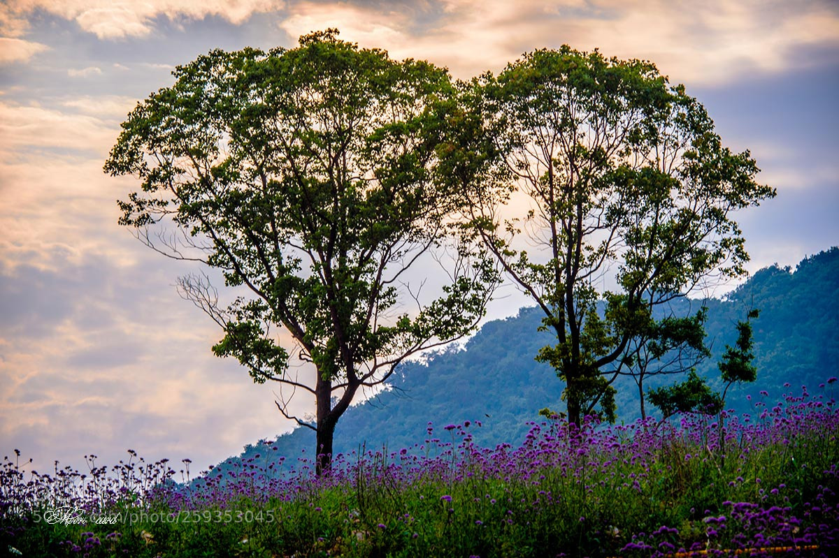 Nikon D750 sample photo. 21.jpg photography