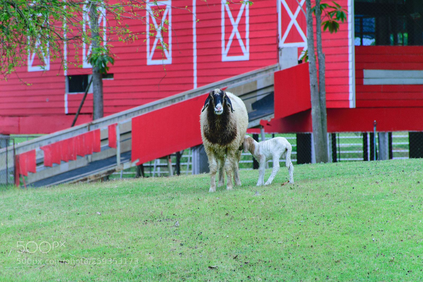 Nikon D5300 sample photo. Mother and baby. photography