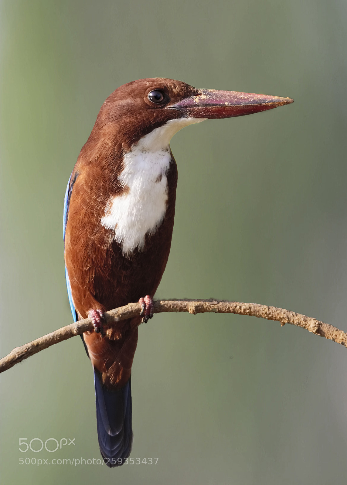 Canon EOS 7D Mark II sample photo. White-breasted kingfisher photography