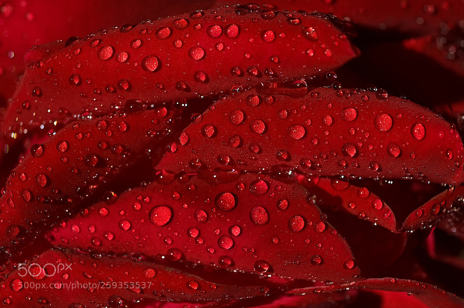 Nikon D70 sample photo. Rose and dew photography