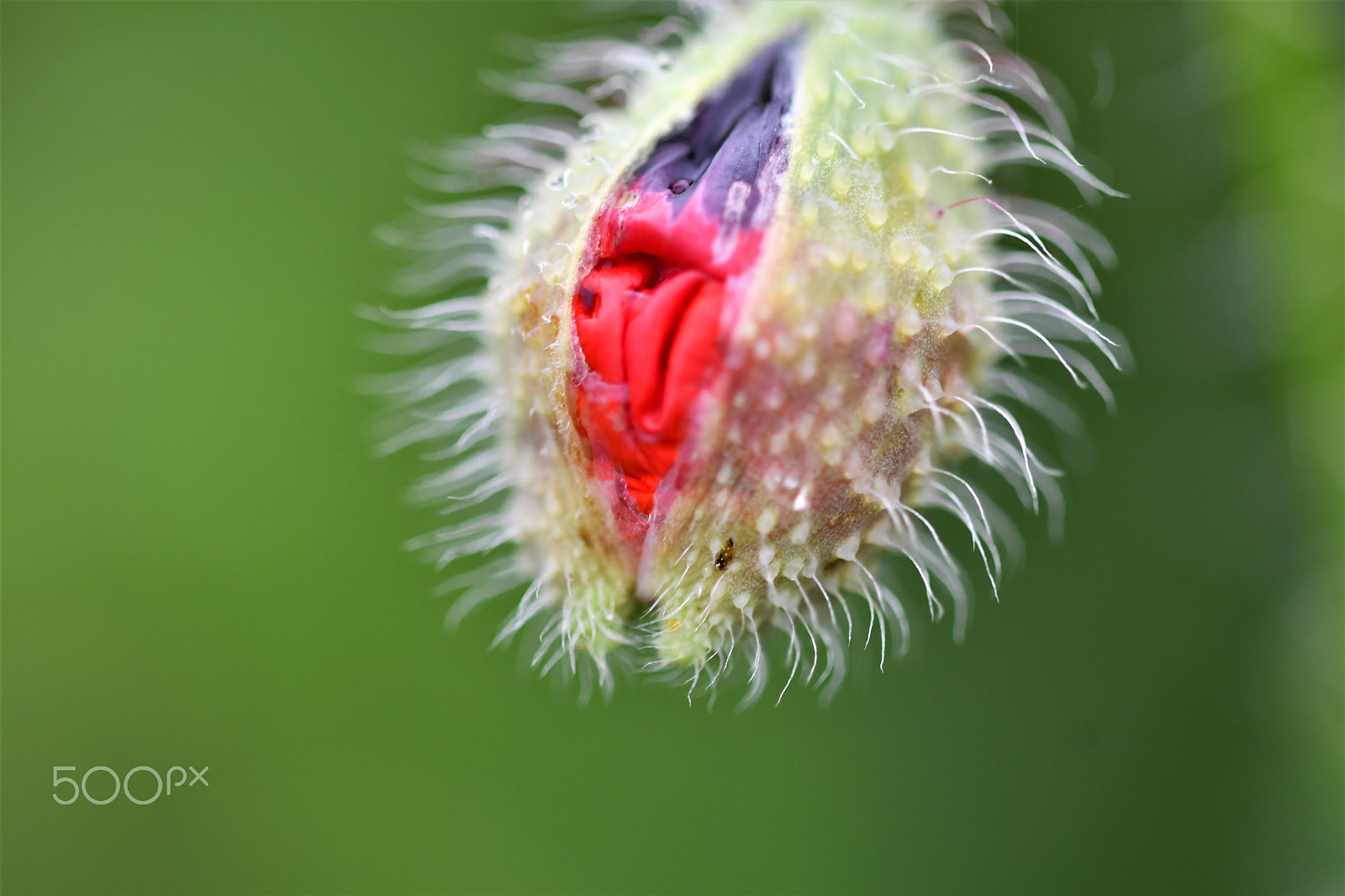 Sigma 105mm F2.8 EX DG OS HSM sample photo. Mohnkapsel photography