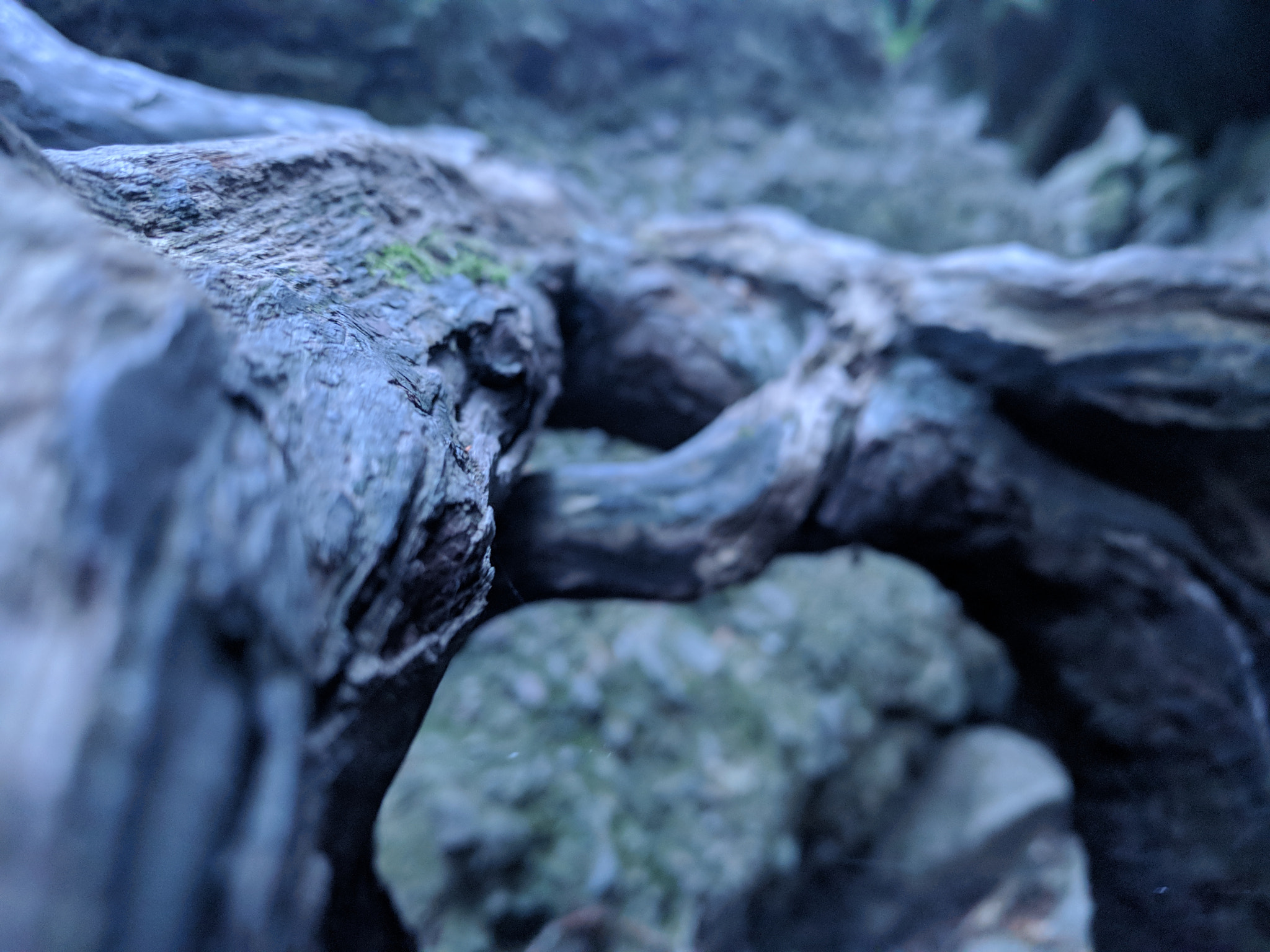 Google Nexus 6P sample photo. Redwood root photography