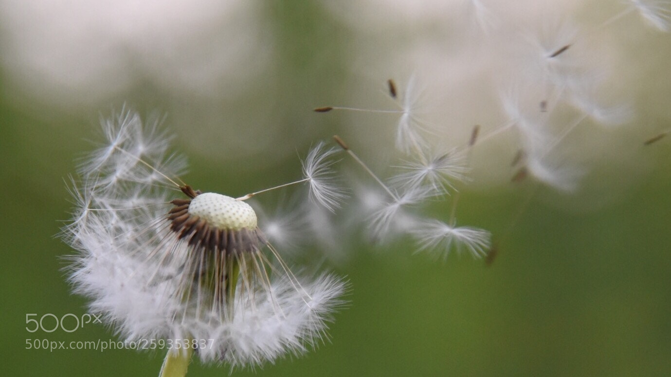 Nikon D750 sample photo. Untitled photography