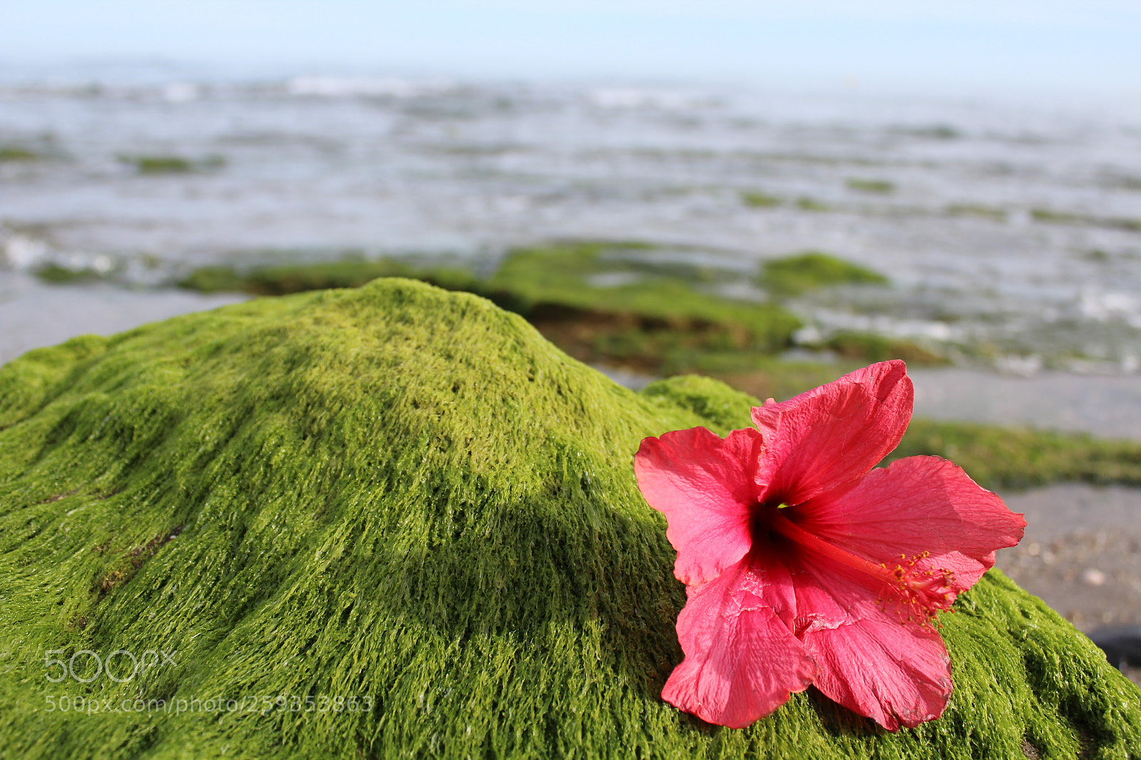 Canon EOS 1200D (EOS Rebel T5 / EOS Kiss X70 / EOS Hi) sample photo. Flower at the beach photography