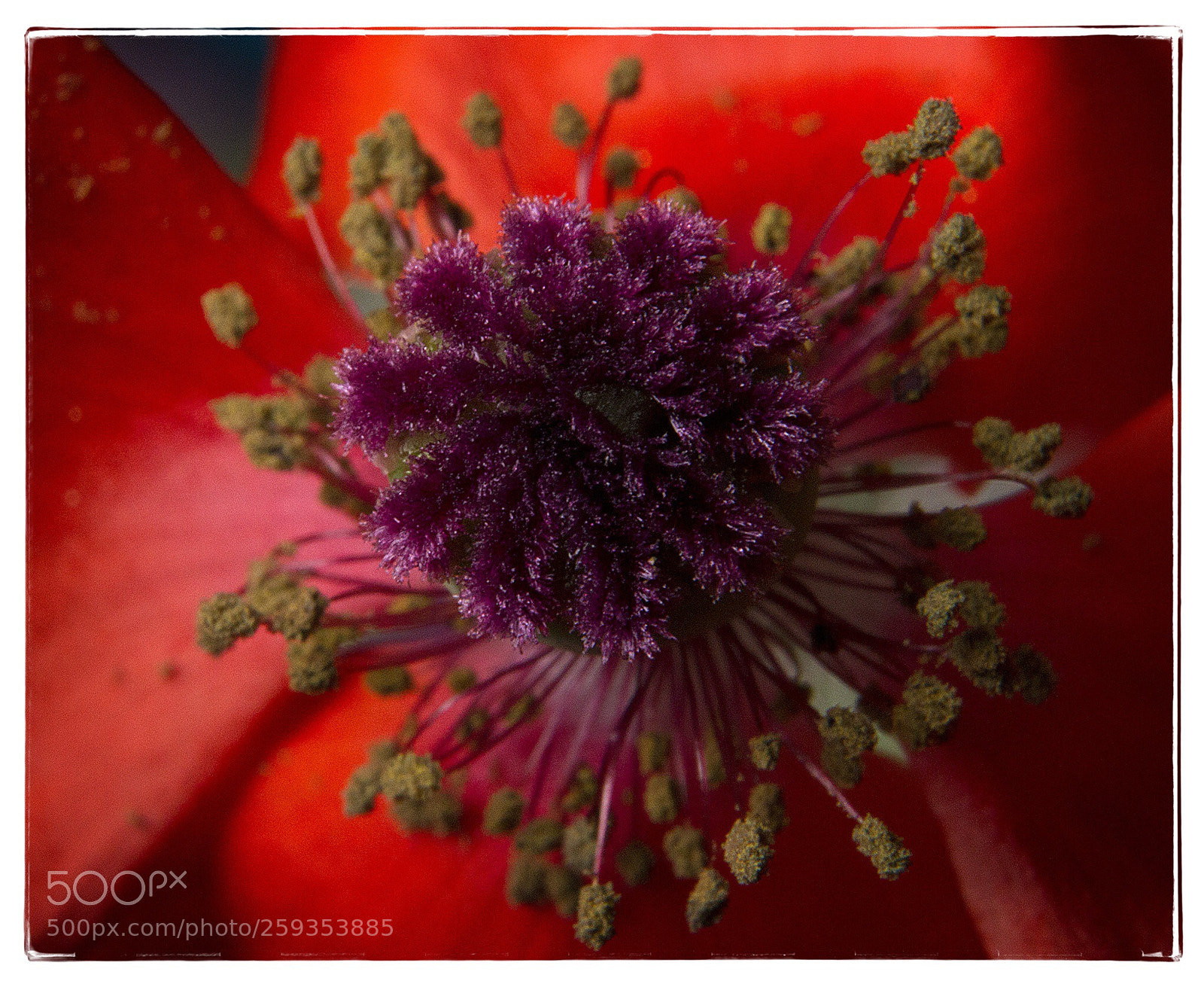 Canon EOS 7D sample photo. Poppy macro, purple center. photography
