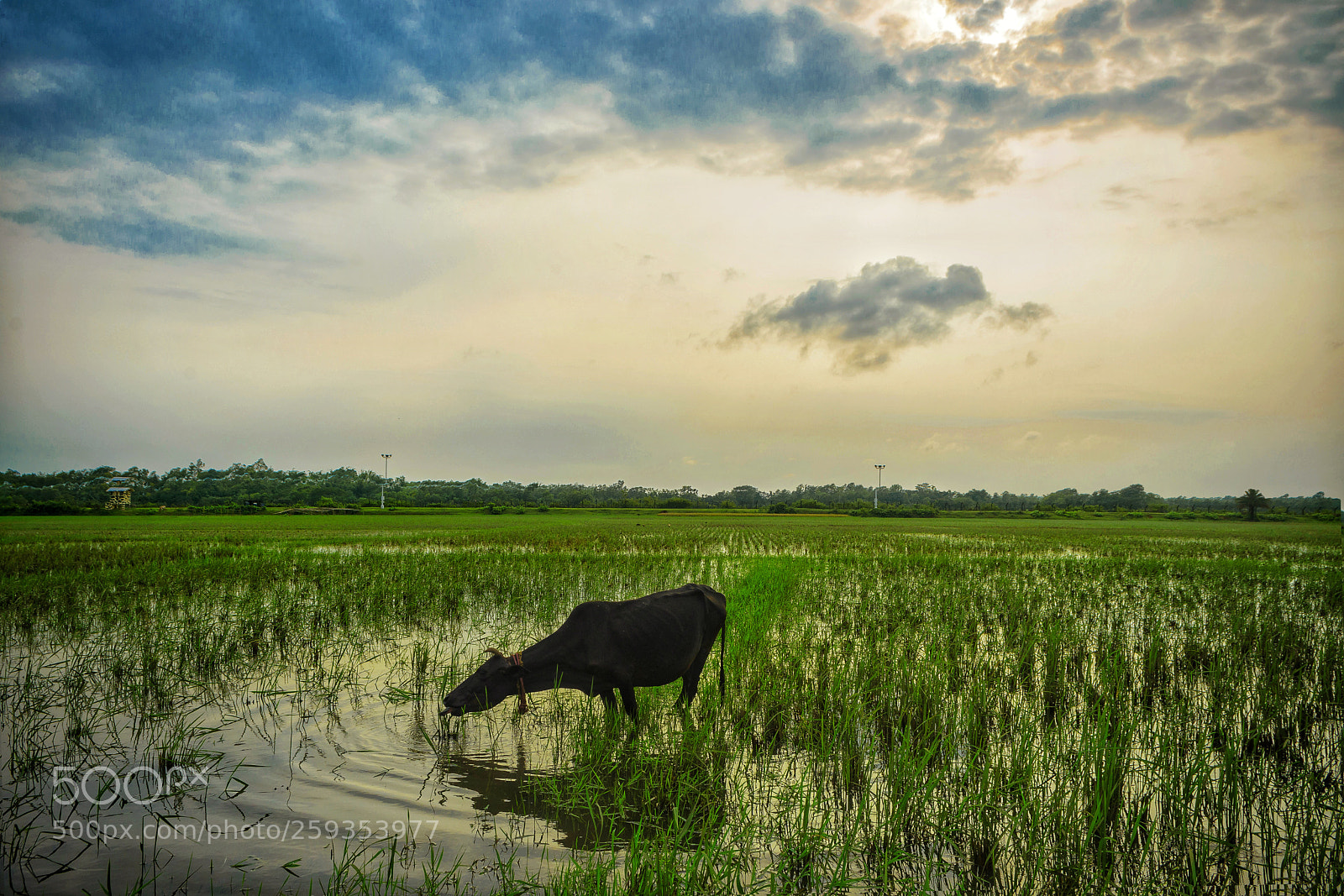 Nikon D7200 sample photo. Untitled photography