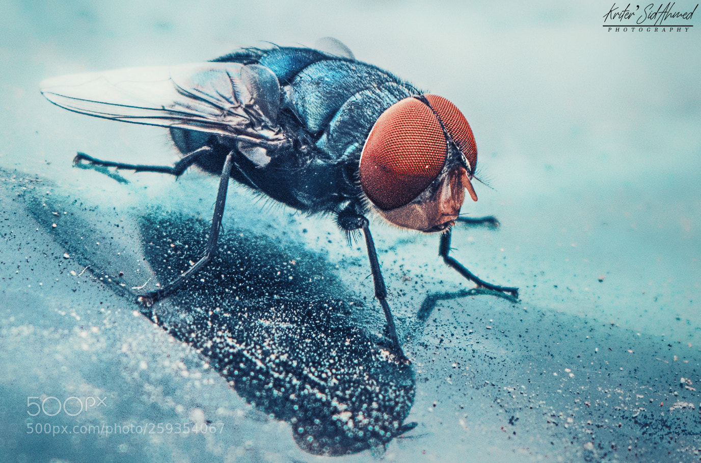 Nikon D5500 sample photo. Mouche photography