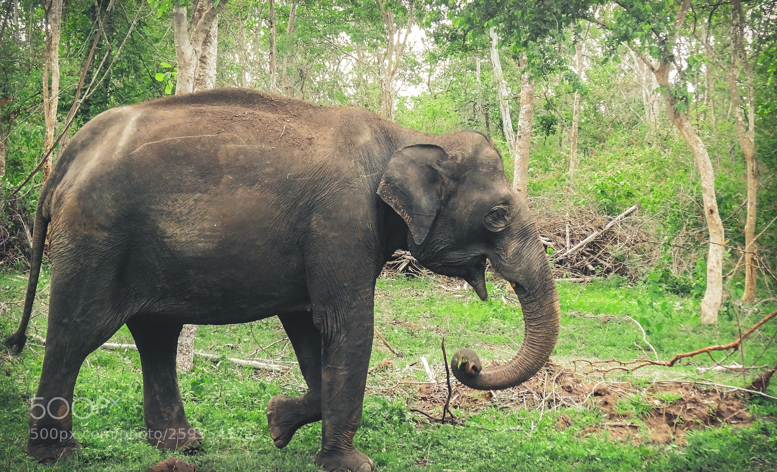 Sony Cyber-shot DSC-WX350 sample photo. Wildlife photography