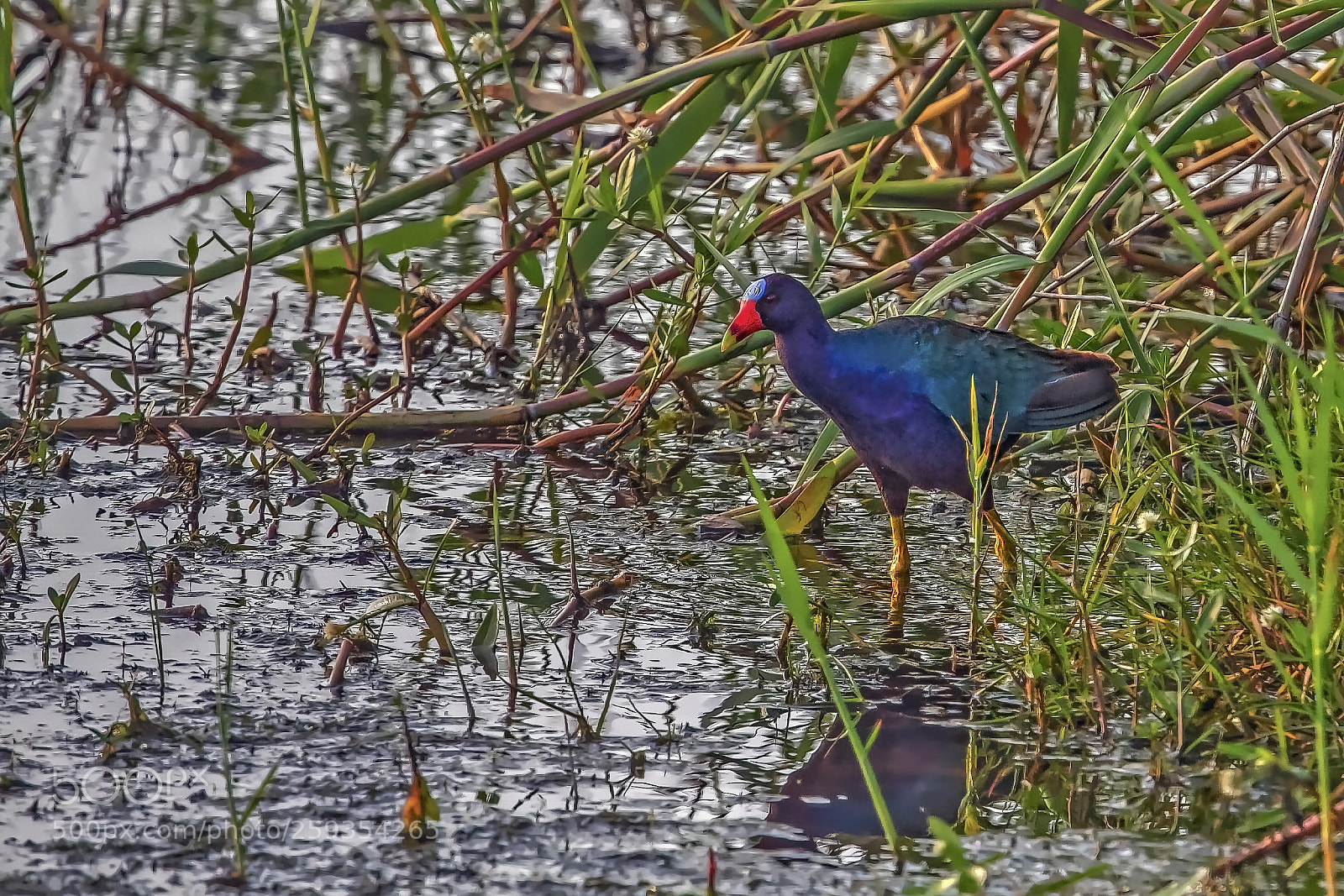 Canon EOS 7D sample photo. Gallinule in the gloaming photography