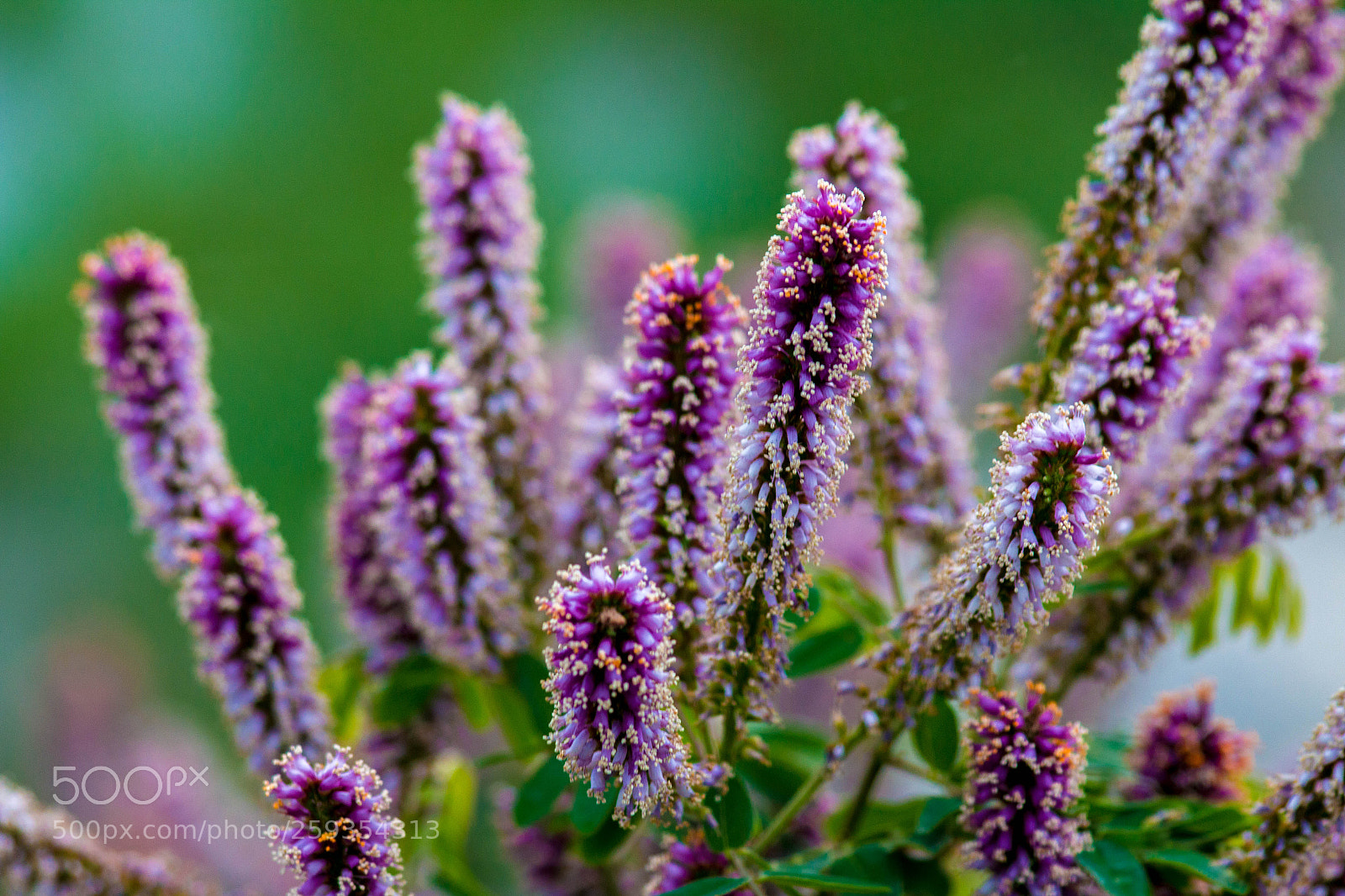 Canon EOS 70D sample photo. Assertive glance photography