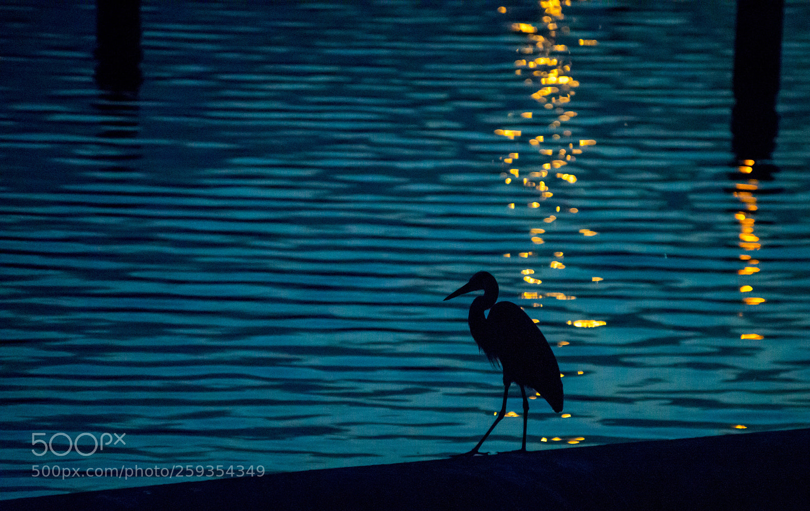 Nikon D600 sample photo. Silhouette photography