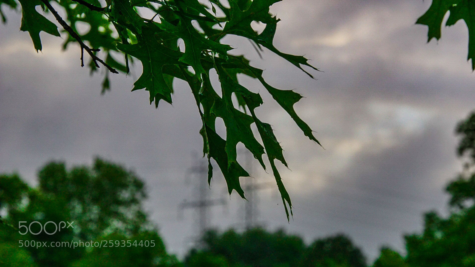 Sony a6000 sample photo. The hanging leaves photography