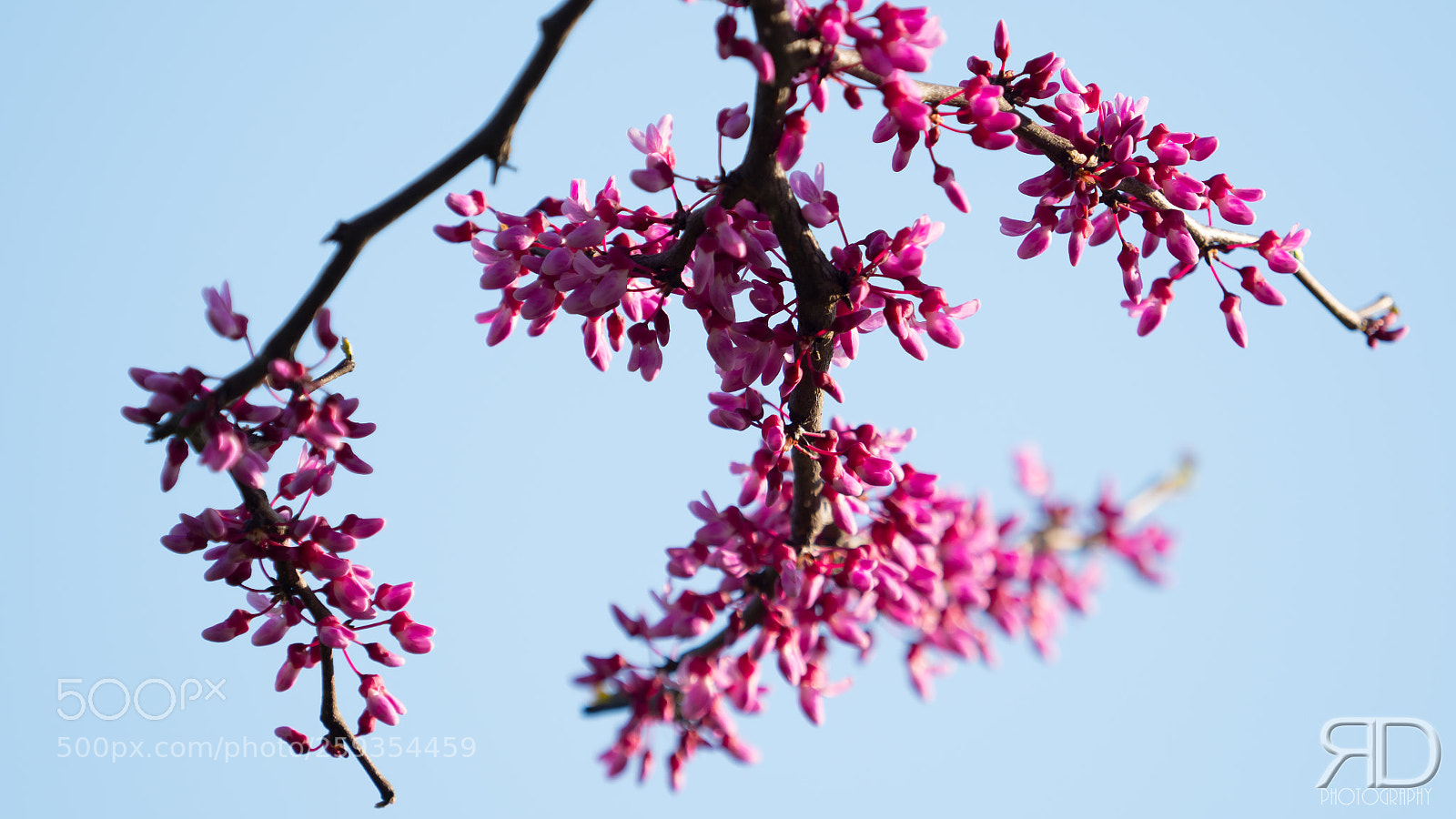Olympus OM-D E-M1 Mark II sample photo. Pink bloom photography