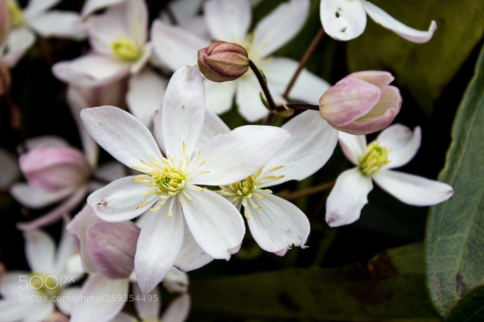 Canon EOS 600D (Rebel EOS T3i / EOS Kiss X5) sample photo. Blanches photography