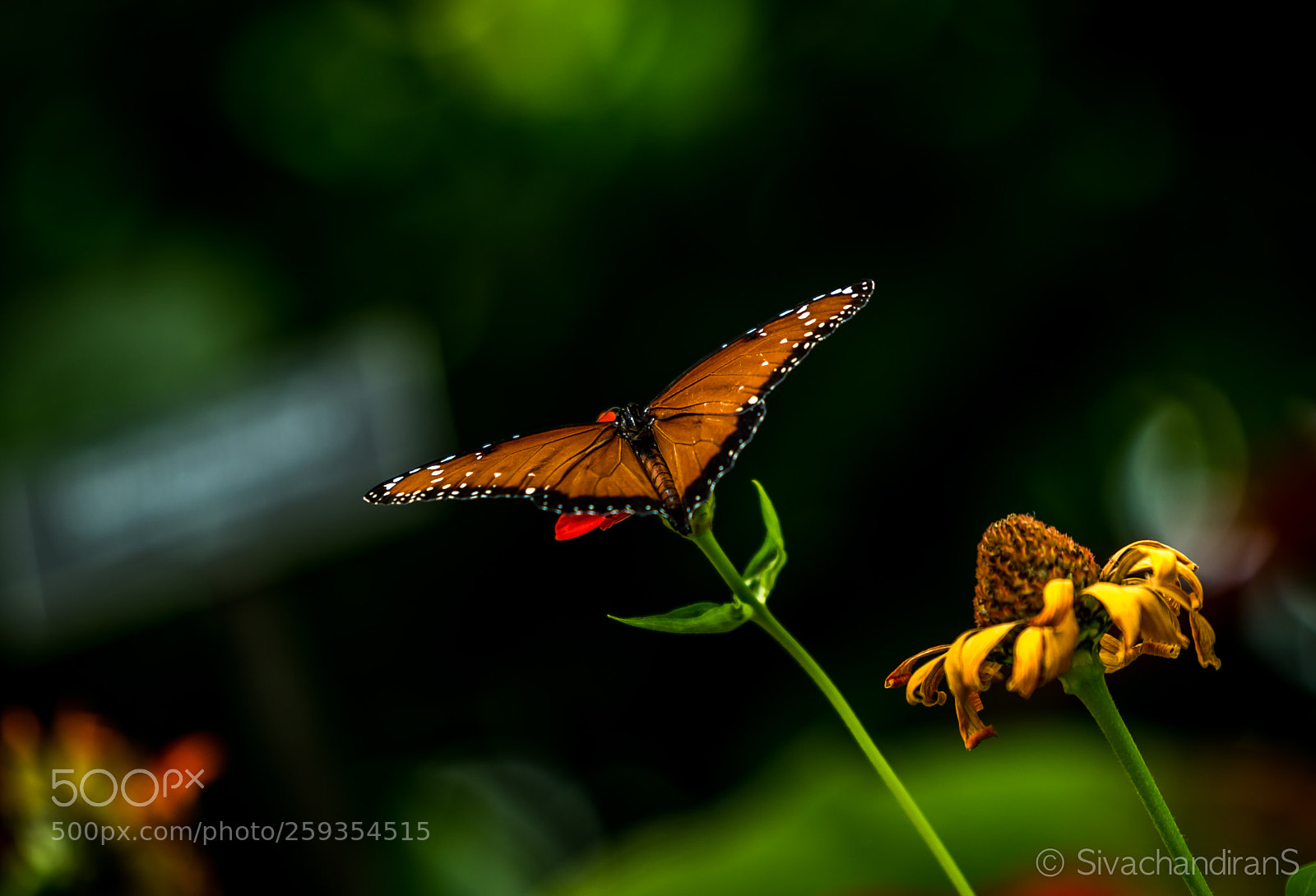 Nikon D5500 sample photo. Beauty fly ..!! photography