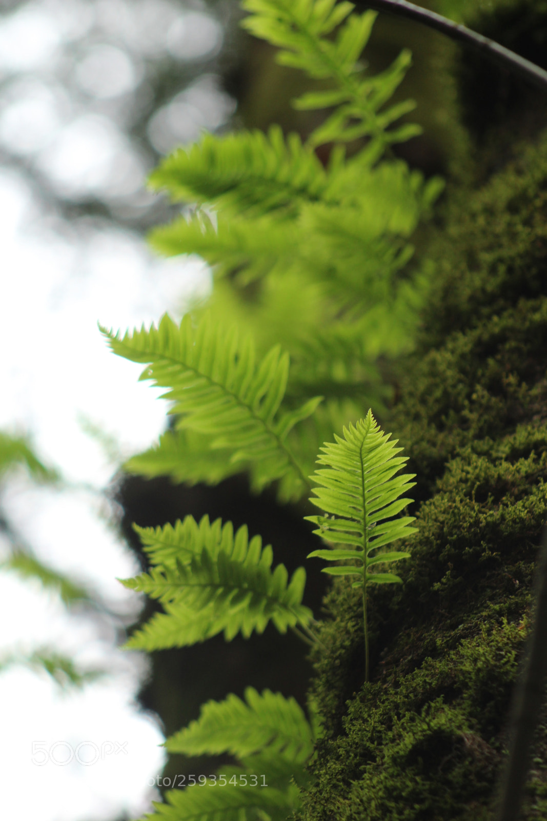 Canon EF 75-300mm f/4-5.6 sample photo. Fern planet photography