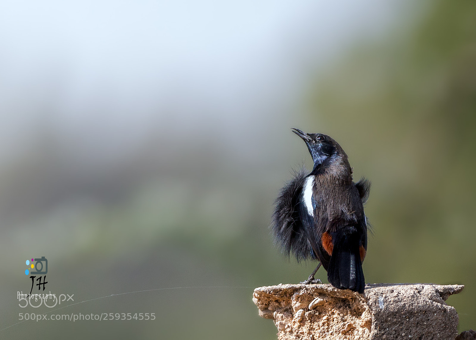 Canon EOS 70D sample photo. Indian robin male photography