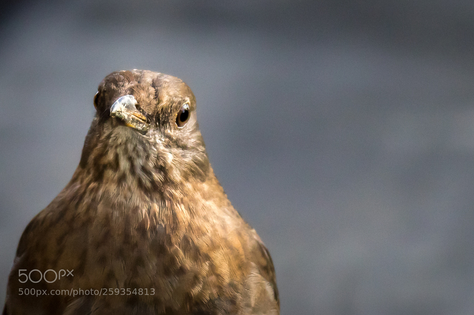 Canon EOS 7D Mark II sample photo. Juvenille european blackbird photography