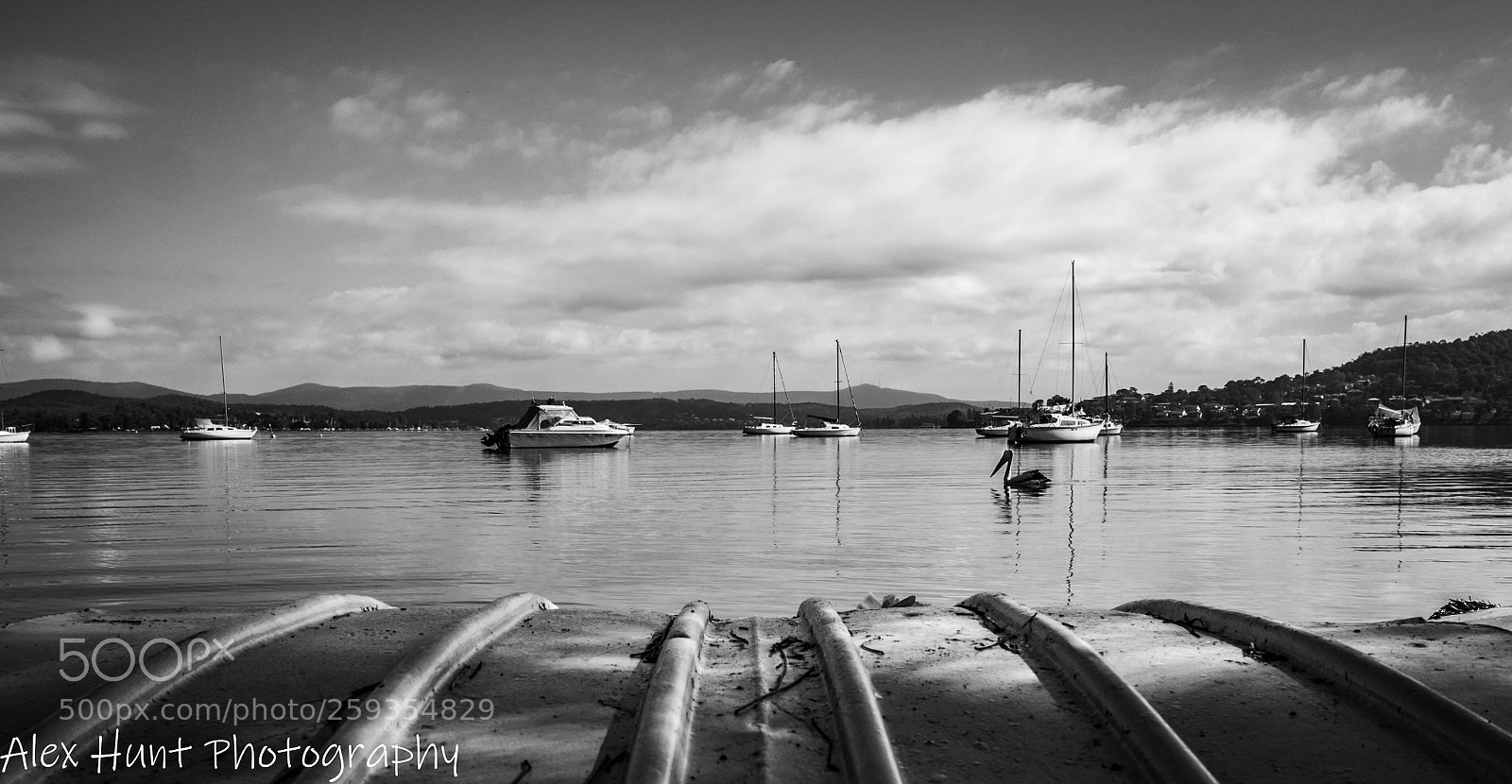 Olympus OM-D E-M10 II sample photo. Lakeside pelican photography