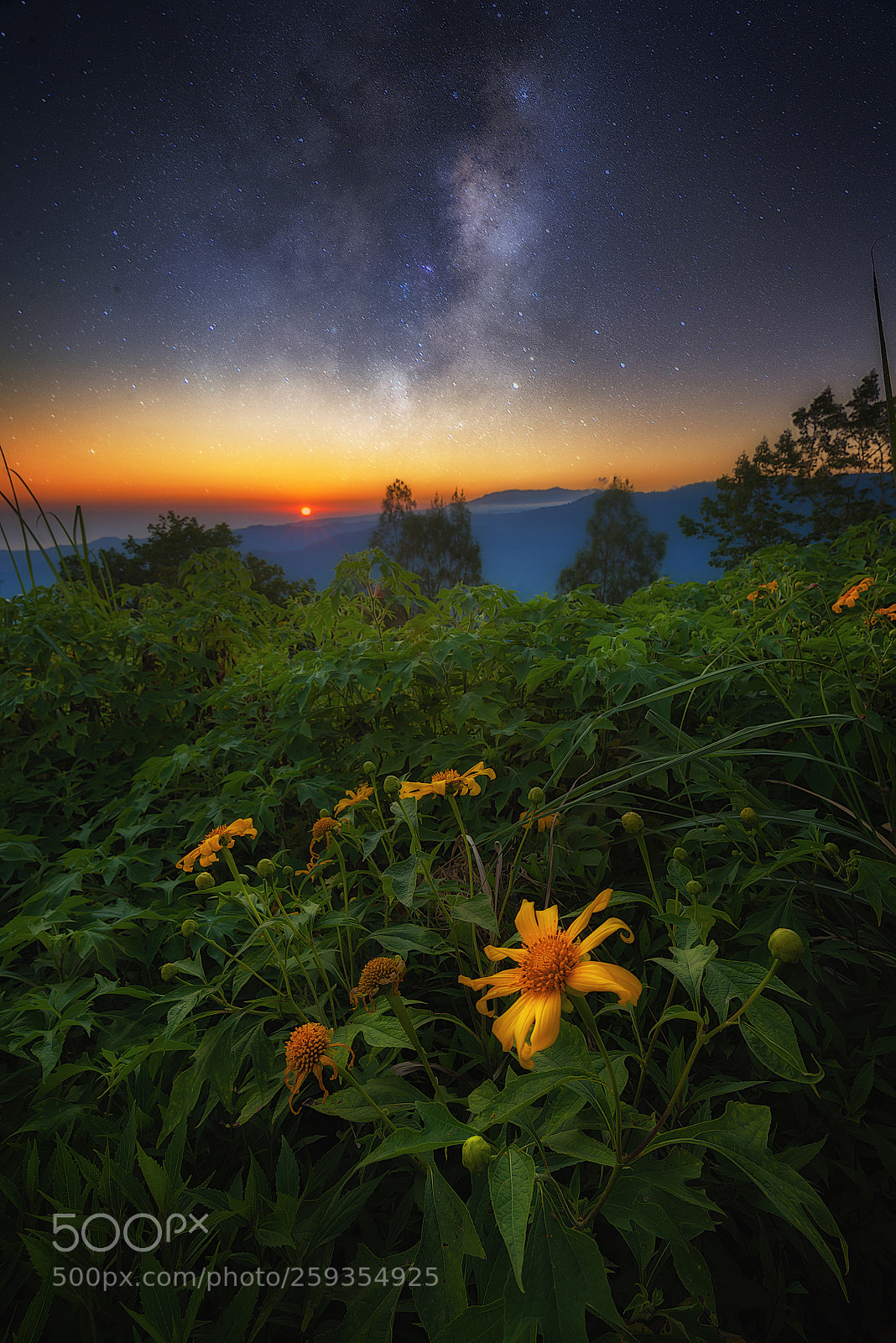 Nikon D750 sample photo. Sun and flowers photography