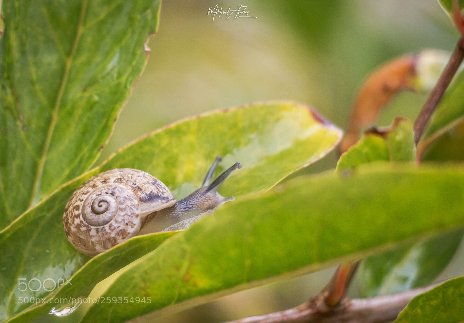 Canon EOS 700D (EOS Rebel T5i / EOS Kiss X7i) sample photo. Snail photography