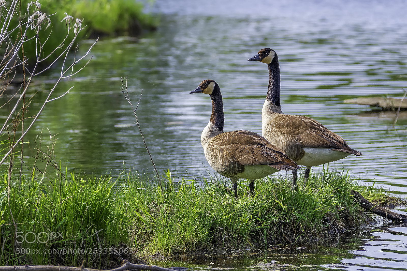 Nikon D500 sample photo. Canada goose photography